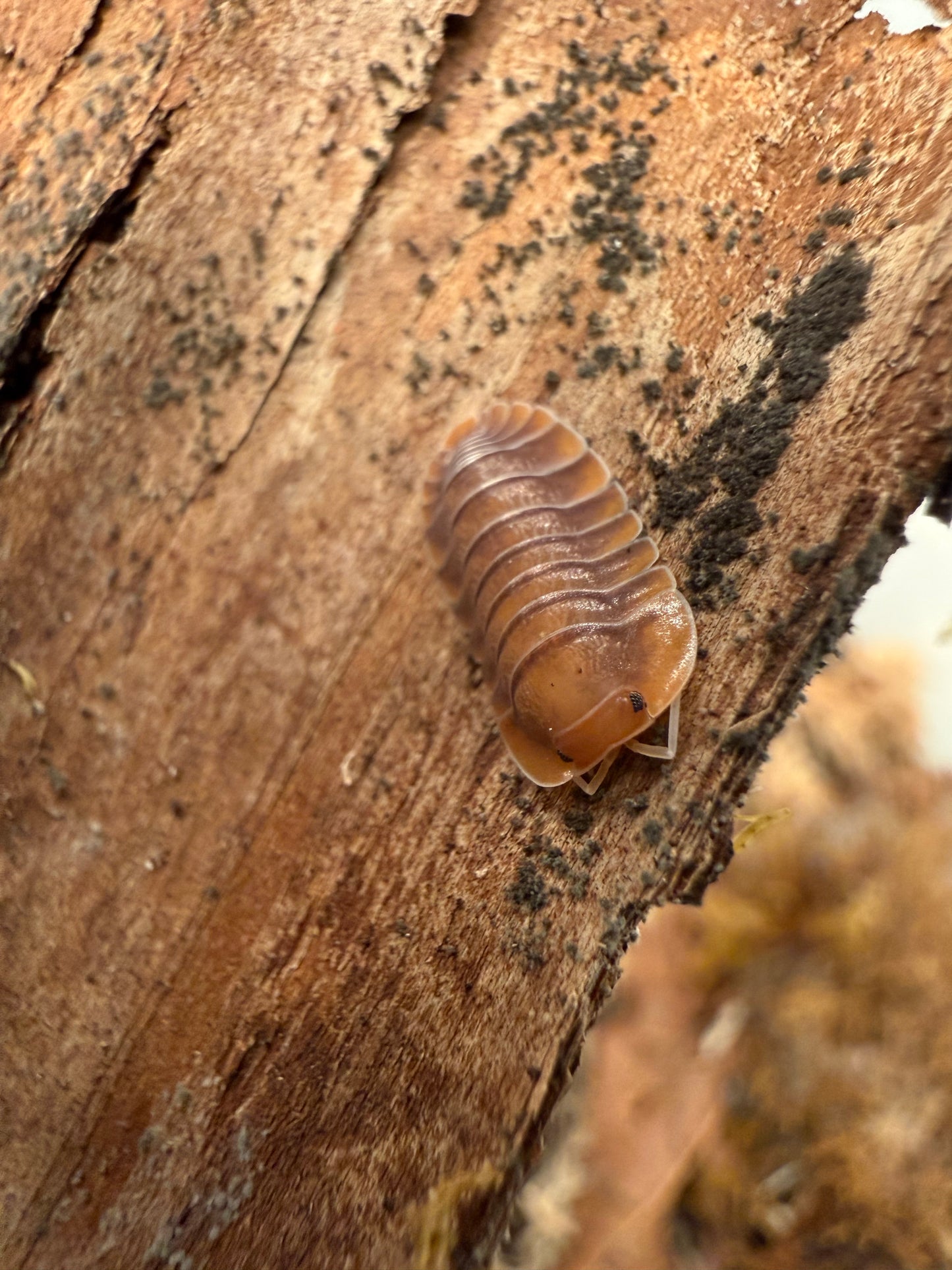 Troglodillo sp. “sunset” isopods AFTER SHOW DEAL