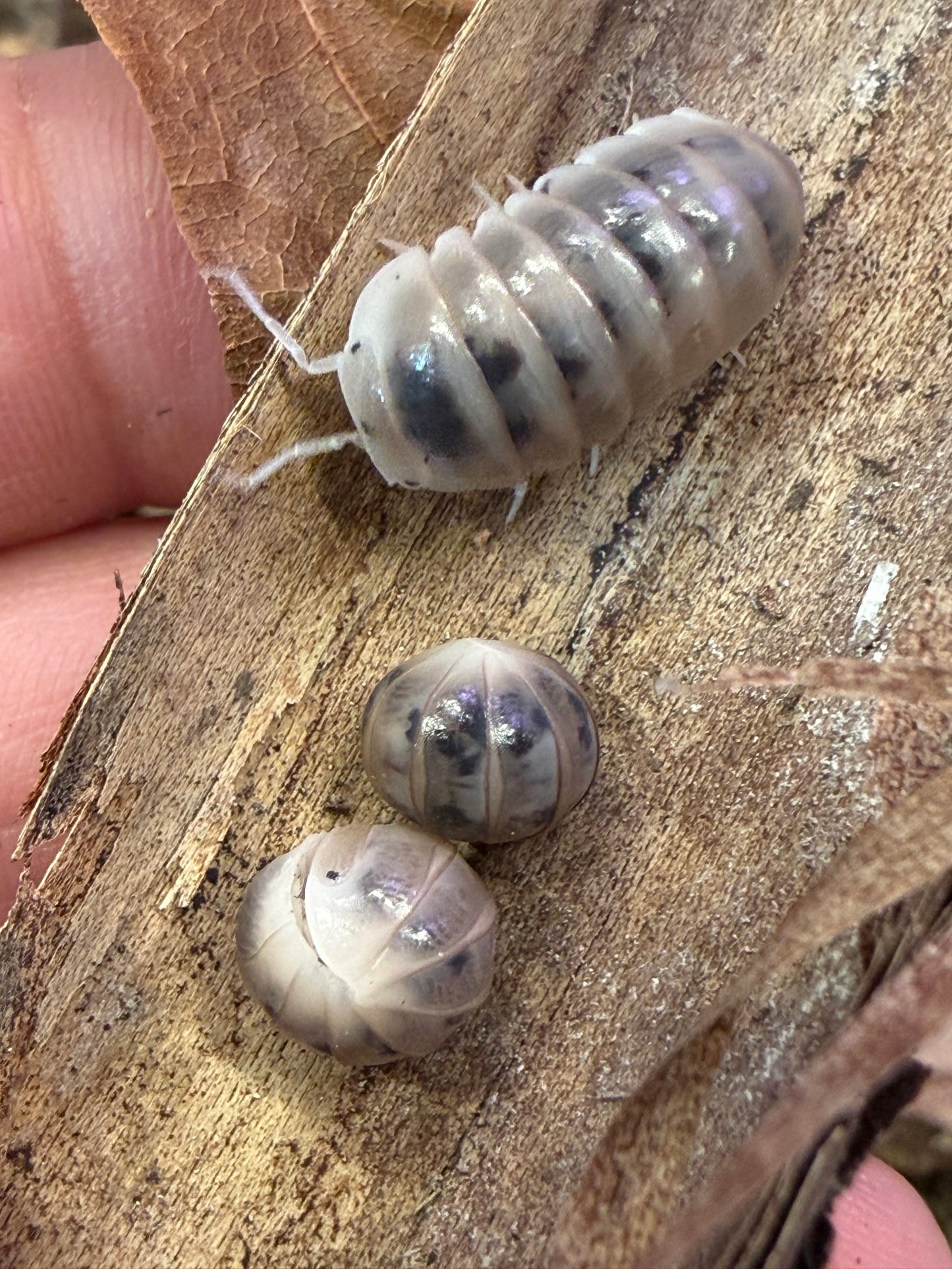 Armadillo officinalis “Dalmatian” isopods