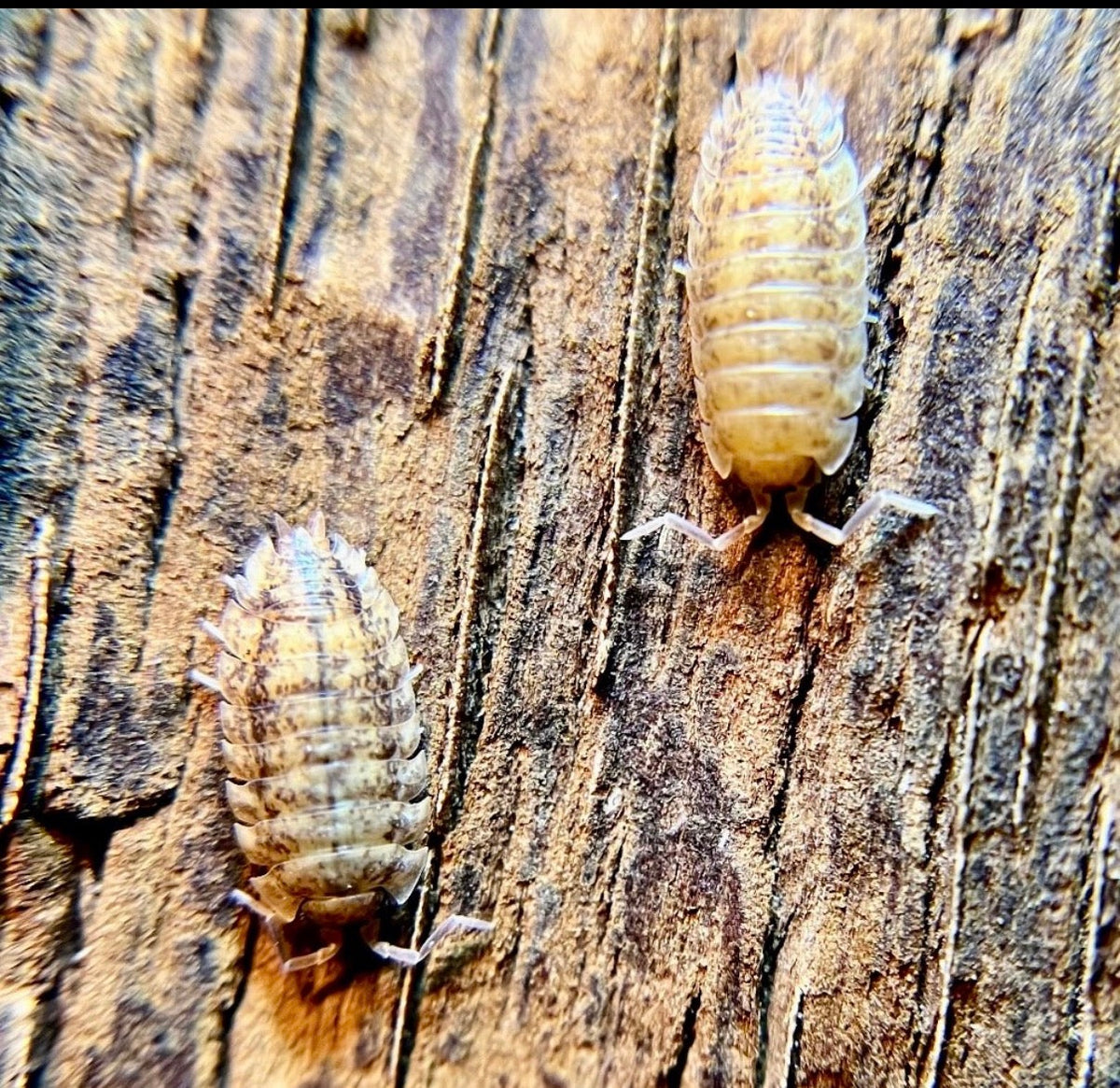 Armadillidium vulgare "gem mix" isopods