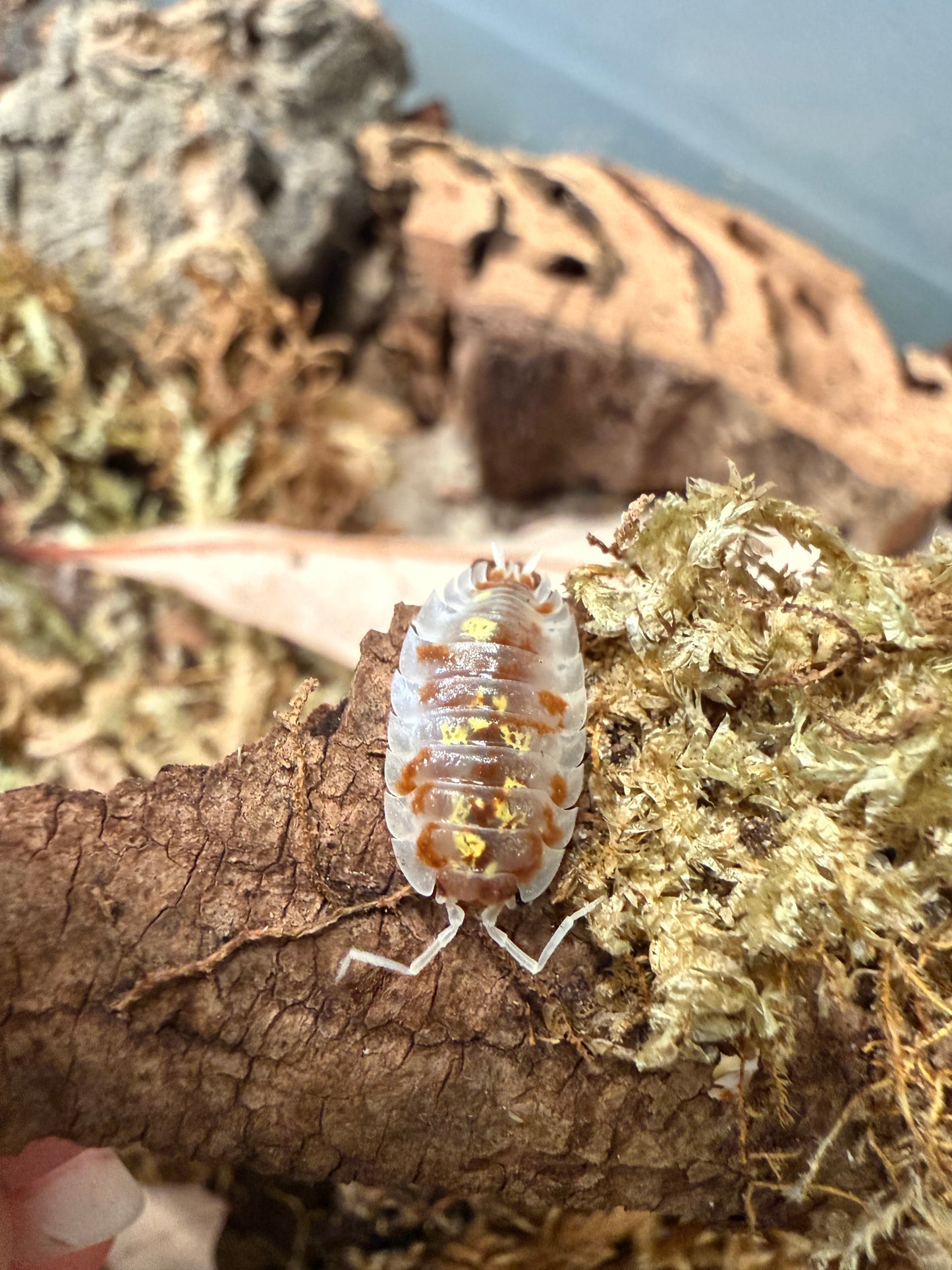 Oniscus asellus "orange Mardi Gras" isopods (10+ count)