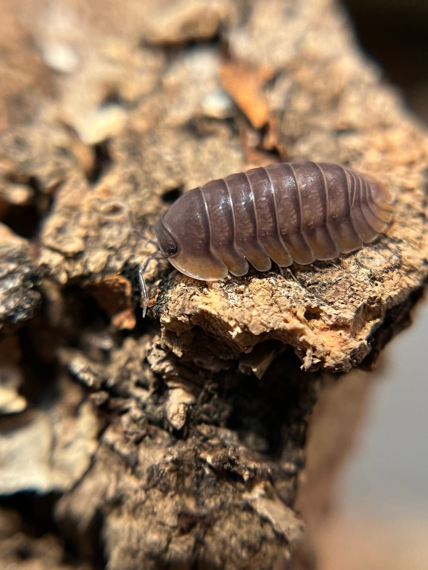 Cubaris. sp. "Red Edge" isopods AFTER SHOW DEAL