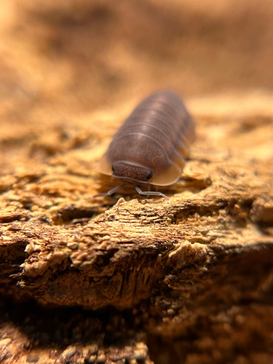 Cubaris. sp. "Red Edge" isopods (10+ count)