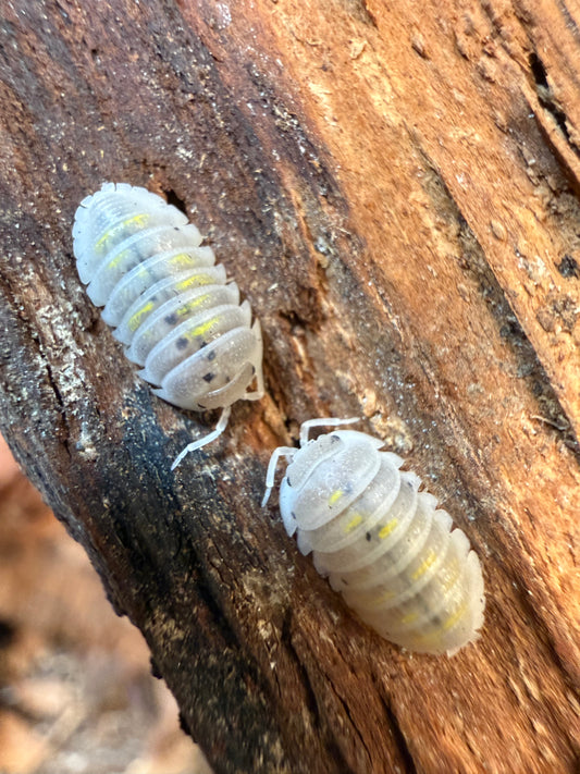 Armadillidium granulatum “magic potion” isopods (12+ count)