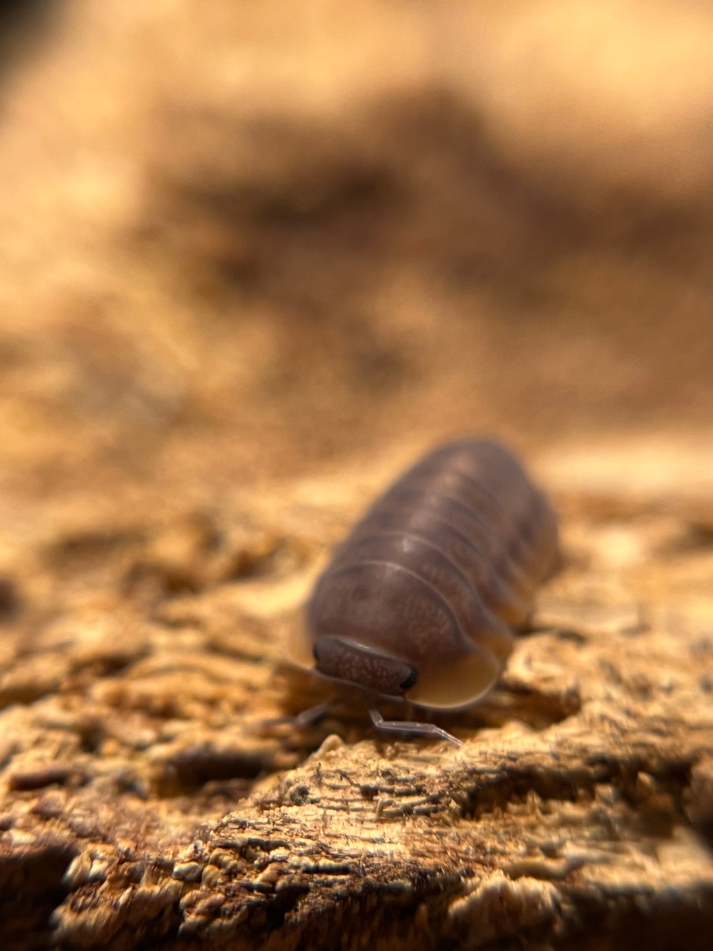 Cubaris. sp. "Red Edge" isopods AFTER SHOW DEAL