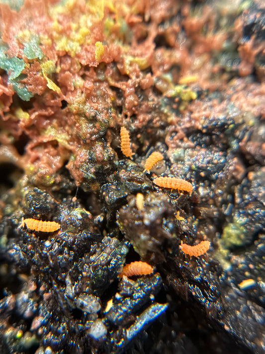 Neanura growae "Florida orange" springtails