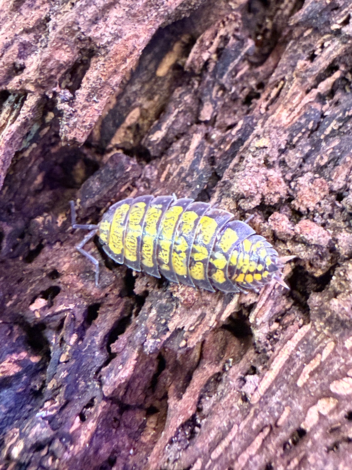 Porcellionides virgatus “Big Pine Key” AFTER SHOW DEAL