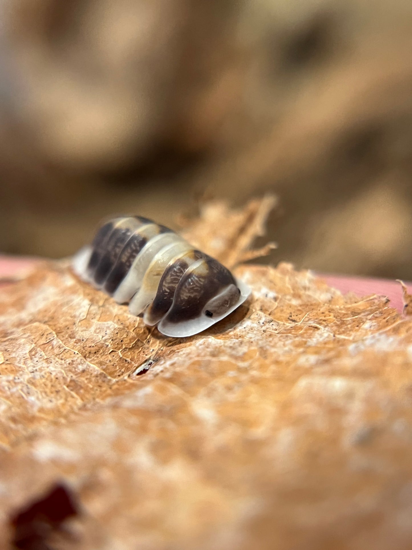 Cubaris sp. "cappuccino" isopods (10+ count)