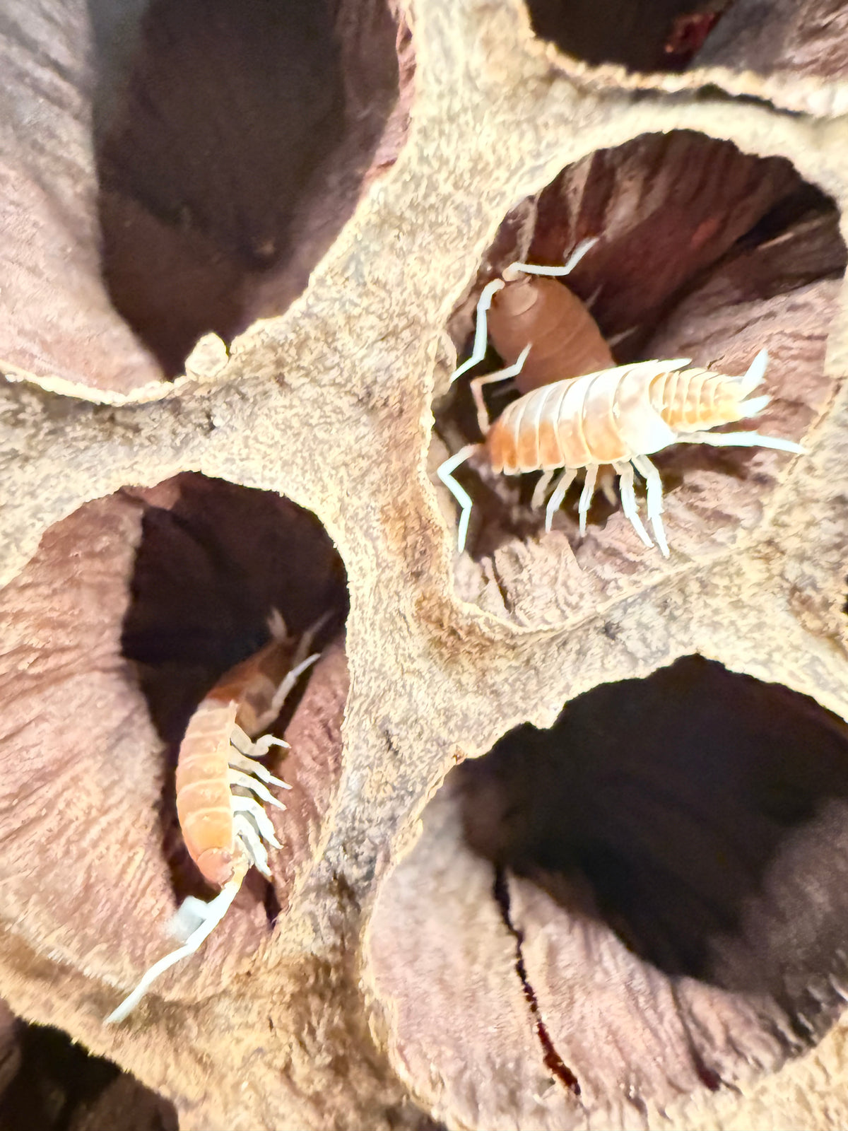 Porcellionides pruinosus “brick” isopods (12+ count)