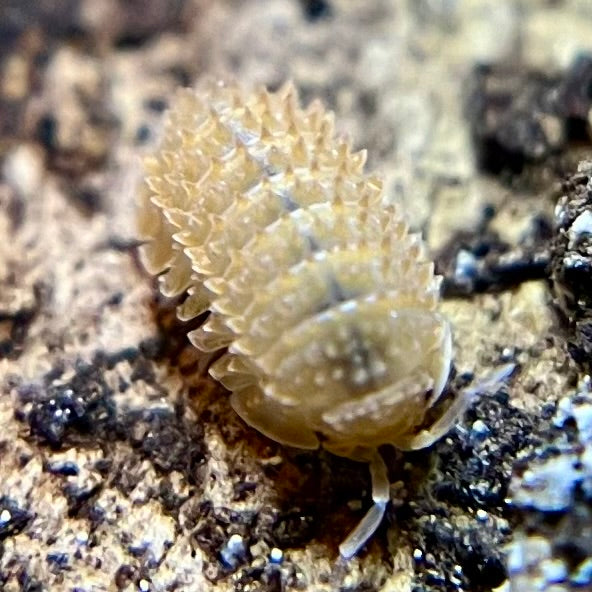 Cristarmadillidium muricatum “pineapple spiky” isopods (10+ count)