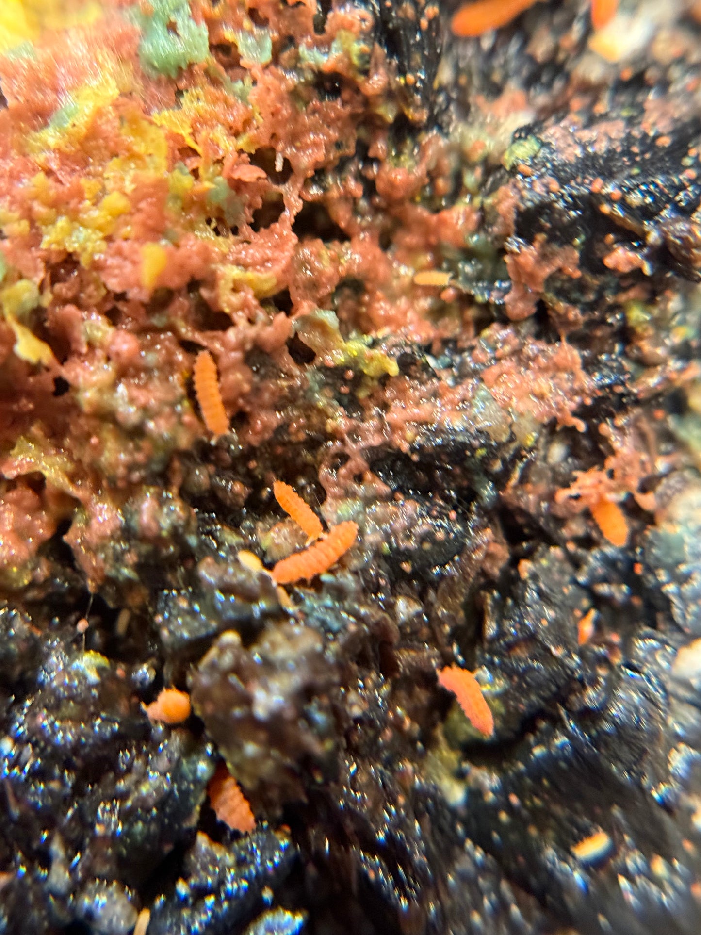 Neanura growae "Florida orange" springtails AFTER SHOW DEAL