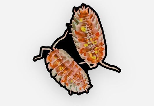 Orange Mardi Gras Sticker