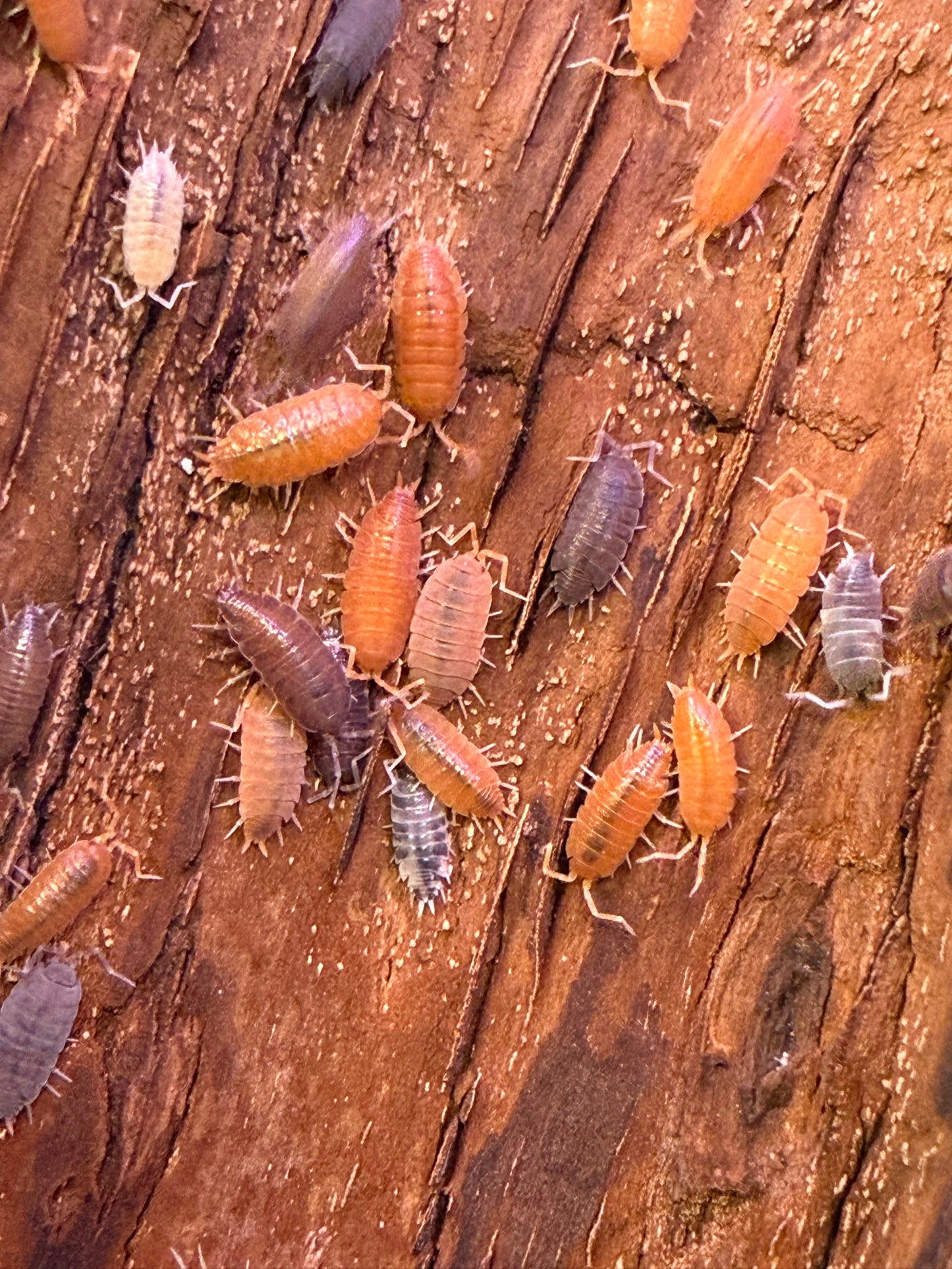 Porcellionides pruinosus “party mix” isopods