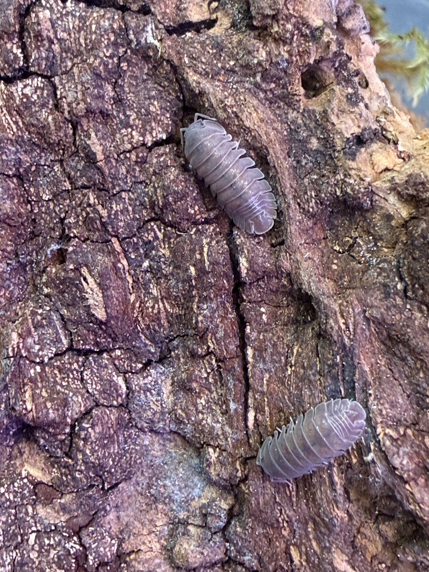 Spherillo sp. “Hainan Black” isopods AFTER SHOW DEAL