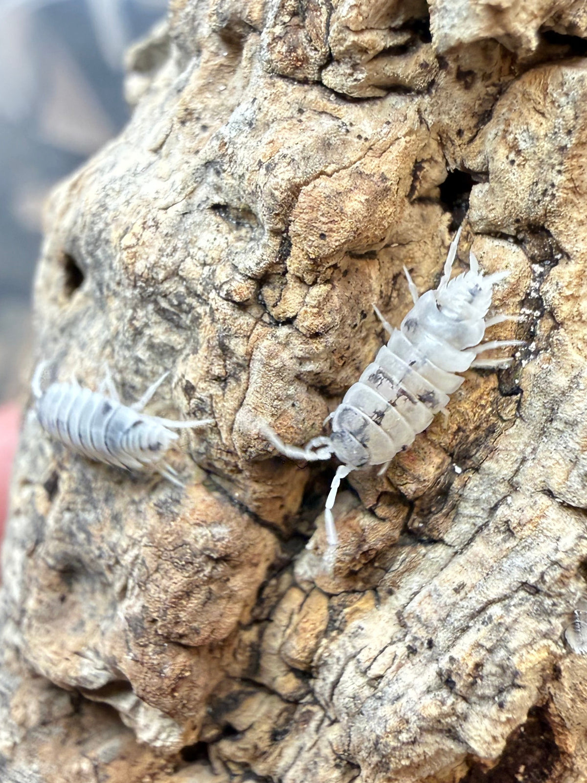 Porcellionides pruinosus “Melba Dalmatian” isopods (12+ count)