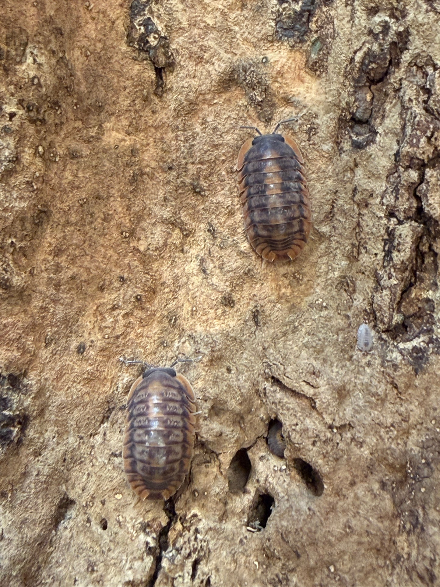 Cubaris. sp. "Red Tiger" isopods (10+ count)