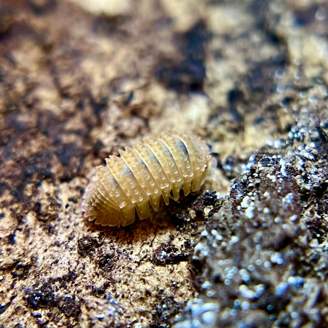 Cristarmadillidium muricatum “pineapple spiky” isopods (10+ count)