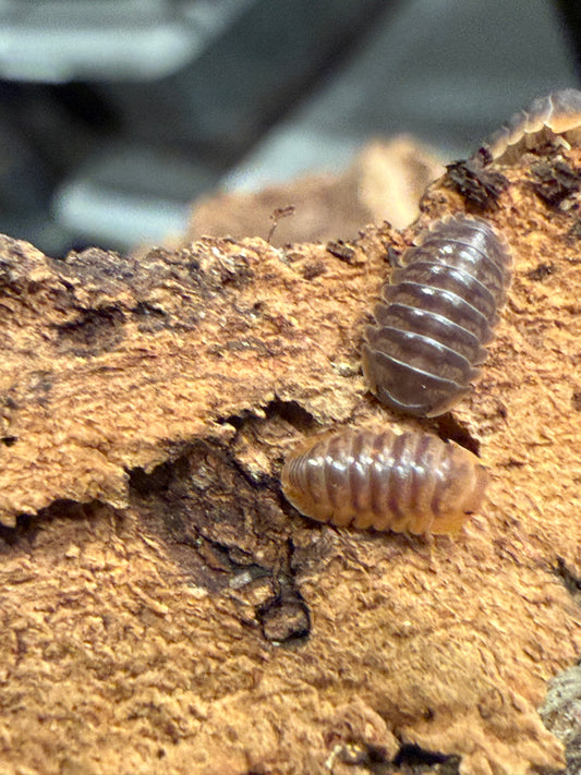 Armadillidae sp. "Miyako" (10+ count)