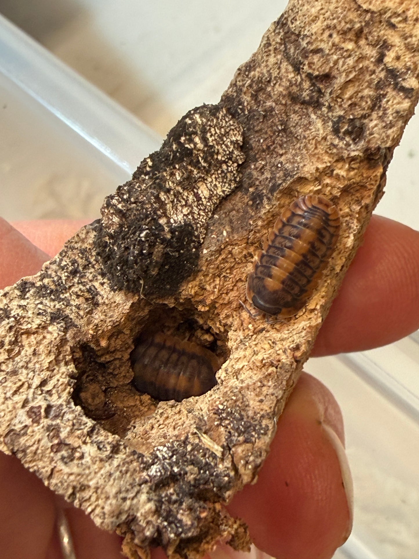 Cubaris. sp. "Red Tiger" isopods (10+ count)