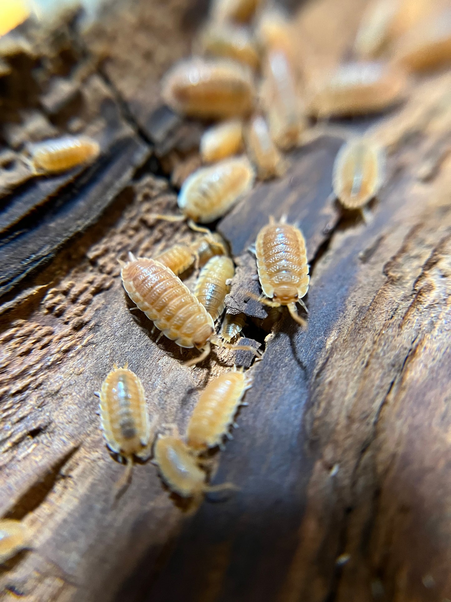 Porcellio scaber "orange ember" isopods AFTER SHOW SALE