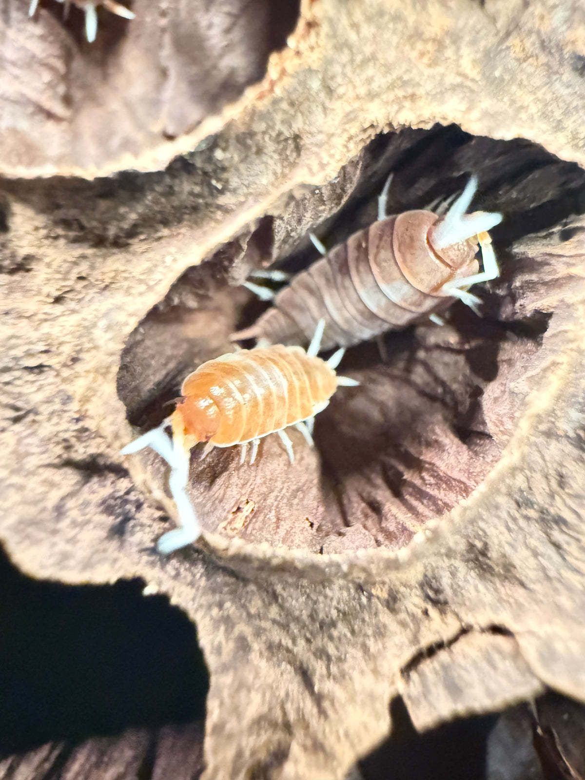 Porcellionides pruinosus “brick” isopods (12+ count)