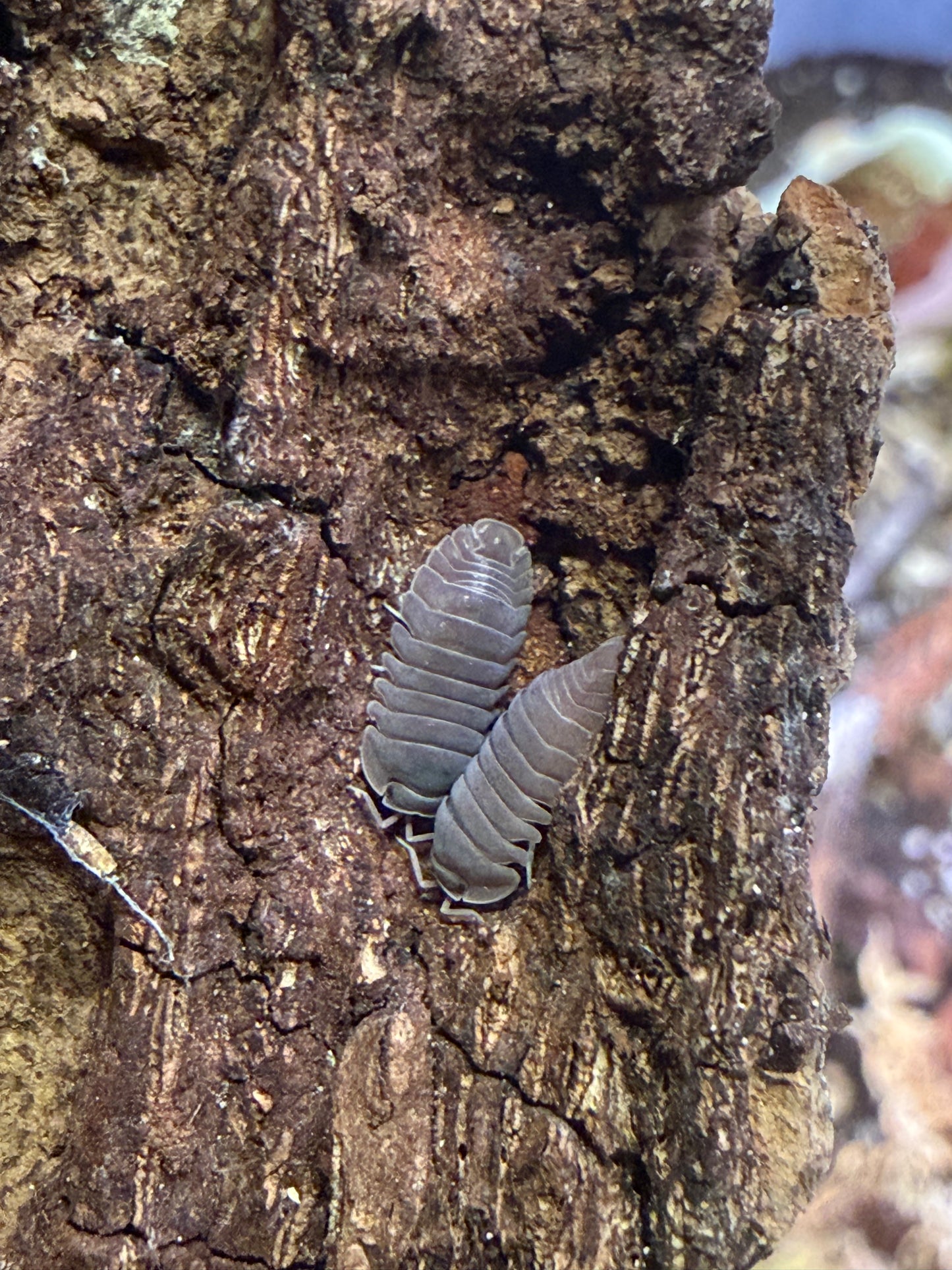 Spherillo sp. “Hainan Black” isopods AFTER SHOW DEAL