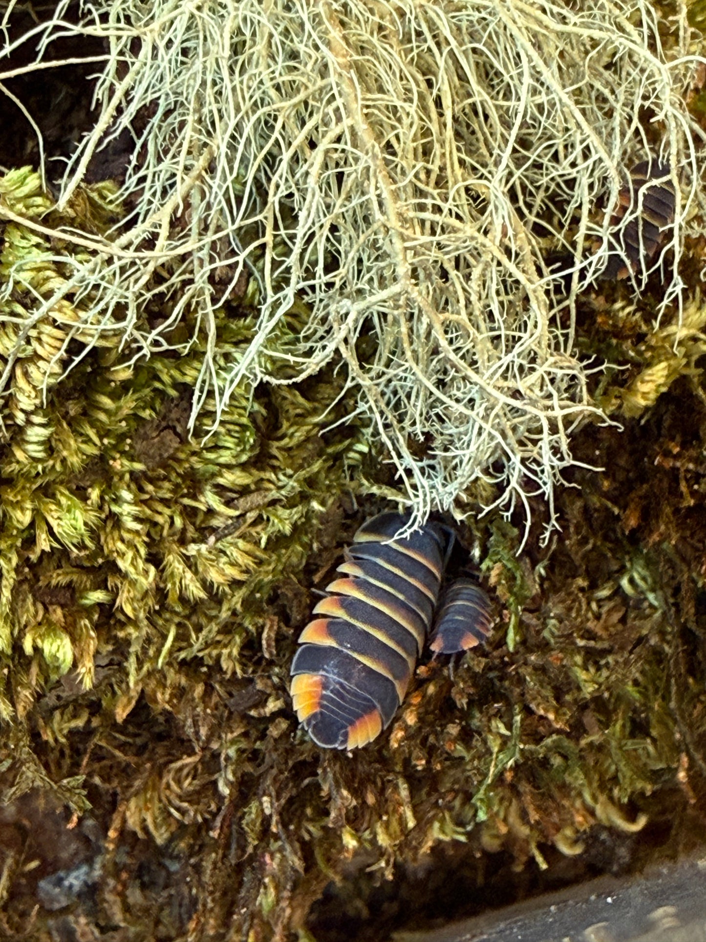 Ardentiella sp. "Ember Bee" isopods (6+ count)