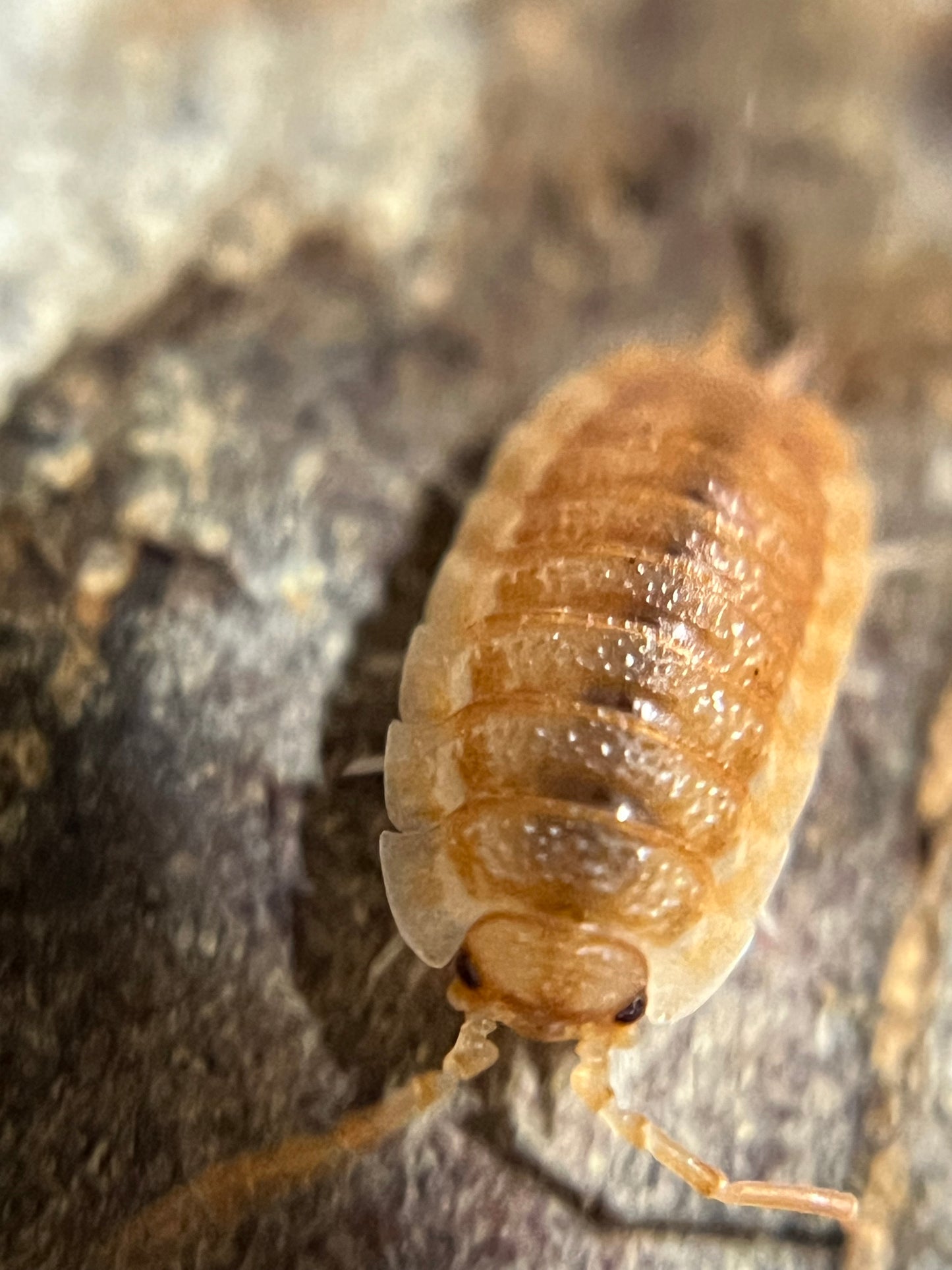 Porcellio scaber "orange ember" isopods AFTER SHOW SALE