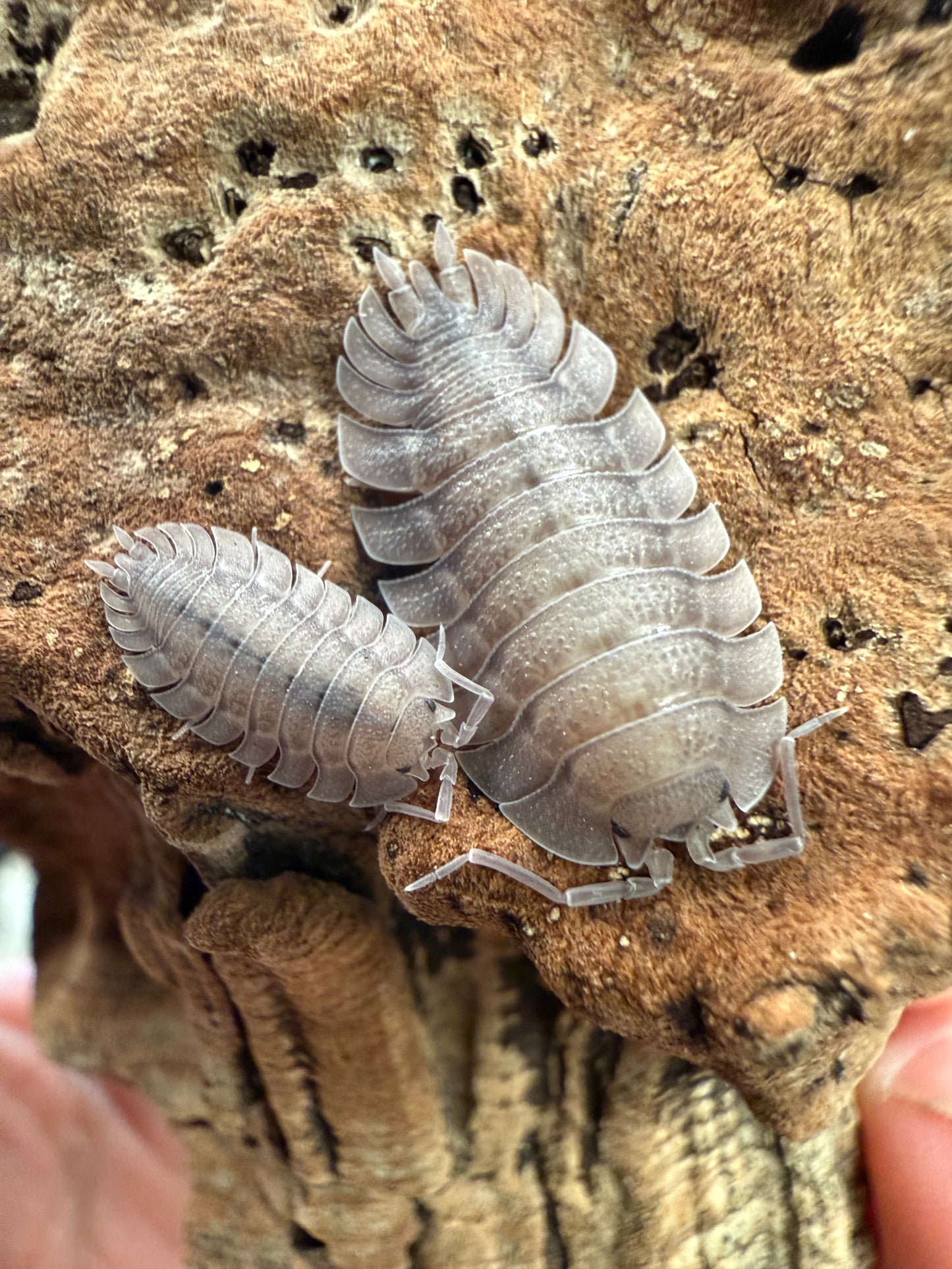 Porcellio spatulatus isopods