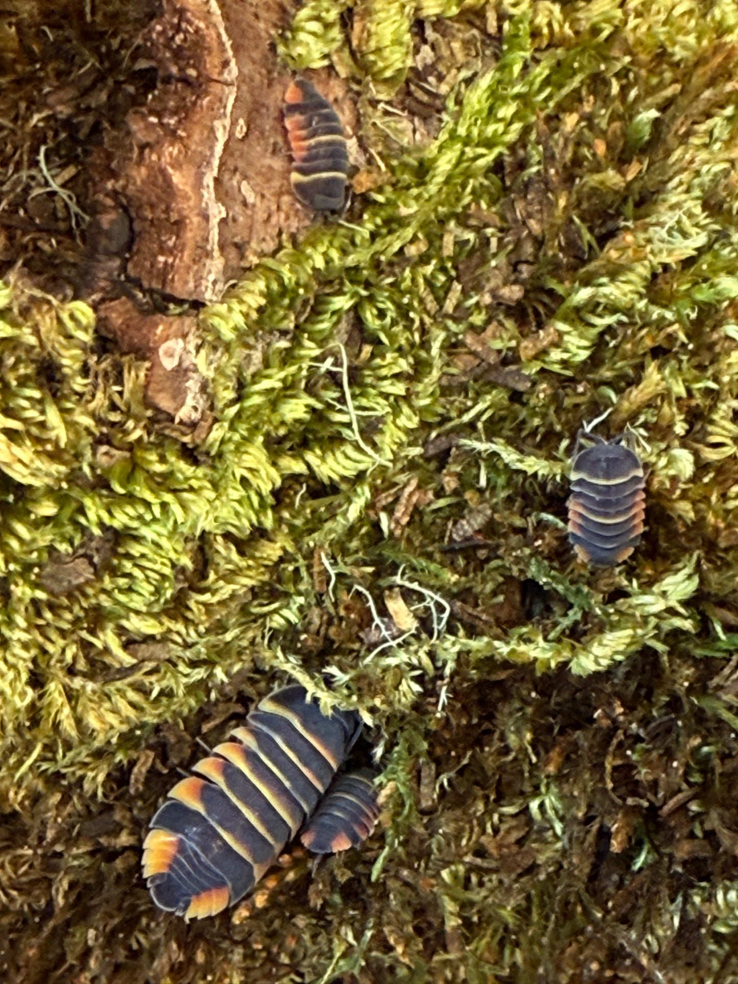 Ardentiella sp. "Ember Bee" isopods (6+ count)