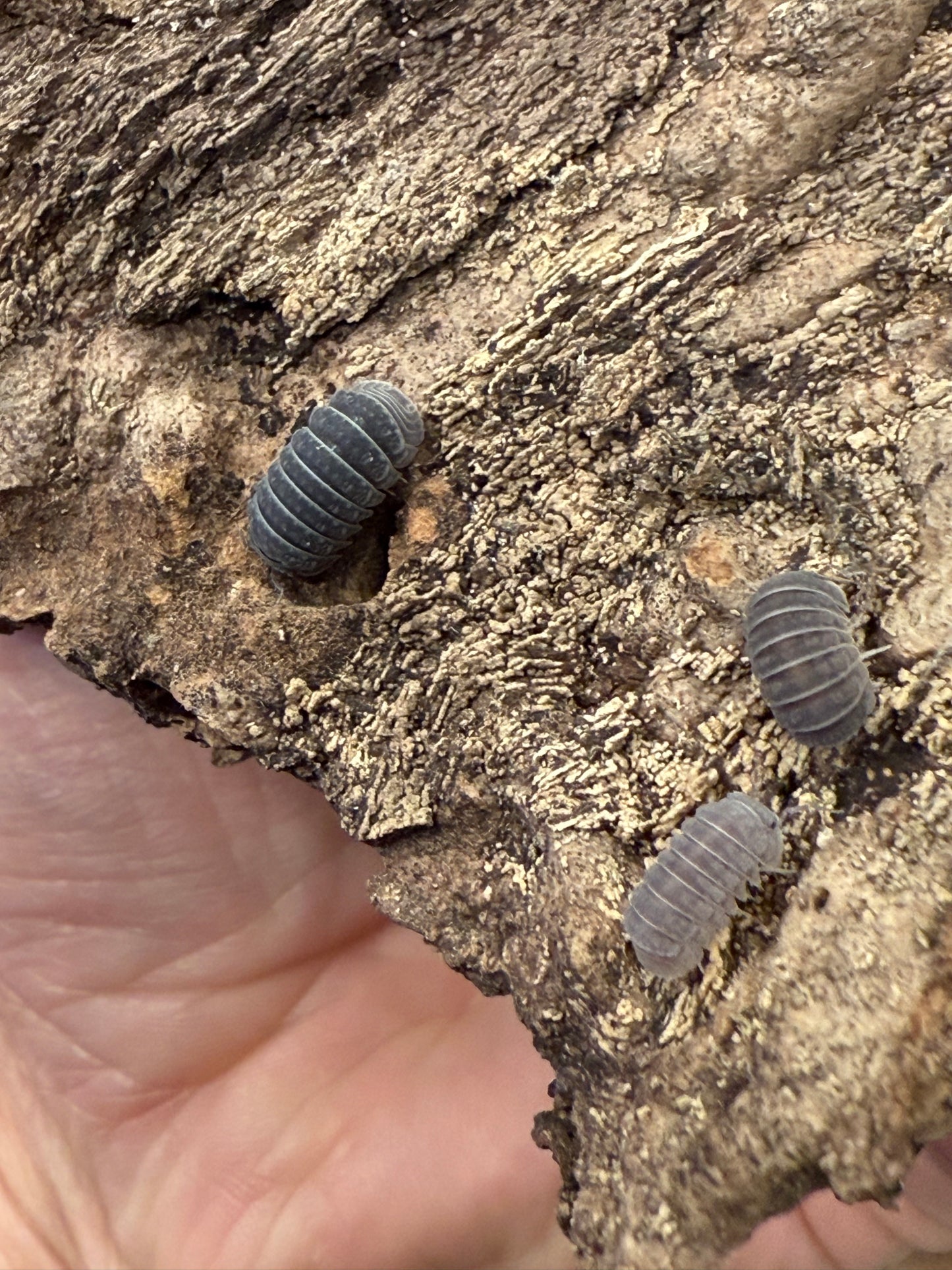 Armadillo tuberculatus isopods (10+ count)