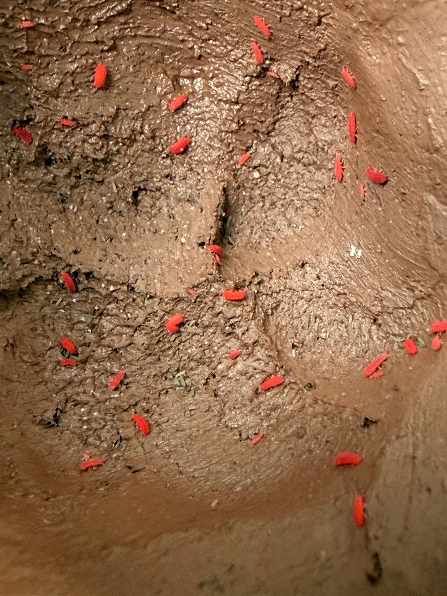 Lobella sp. "Thai red" springtails