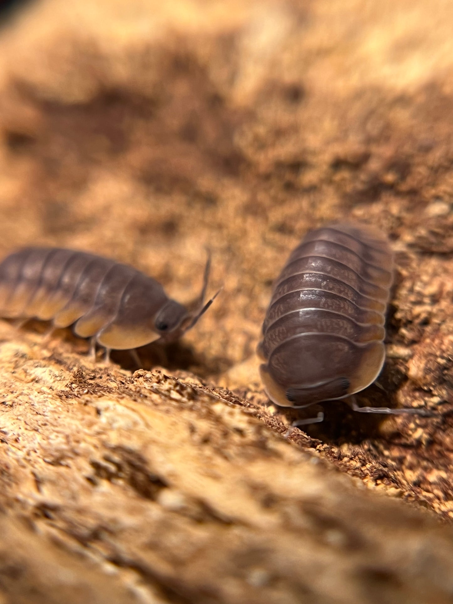 Cubaris. sp. "Red Edge" isopods AFTER SHOW DEAL