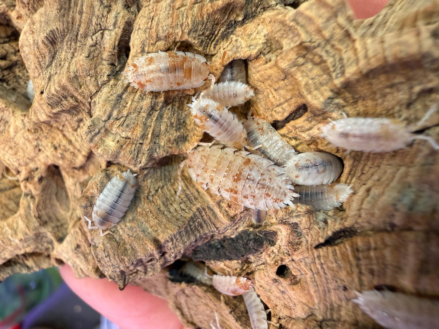 Porcellio scaber "orange dalmatian" isopods AFTER SHOW DEAL