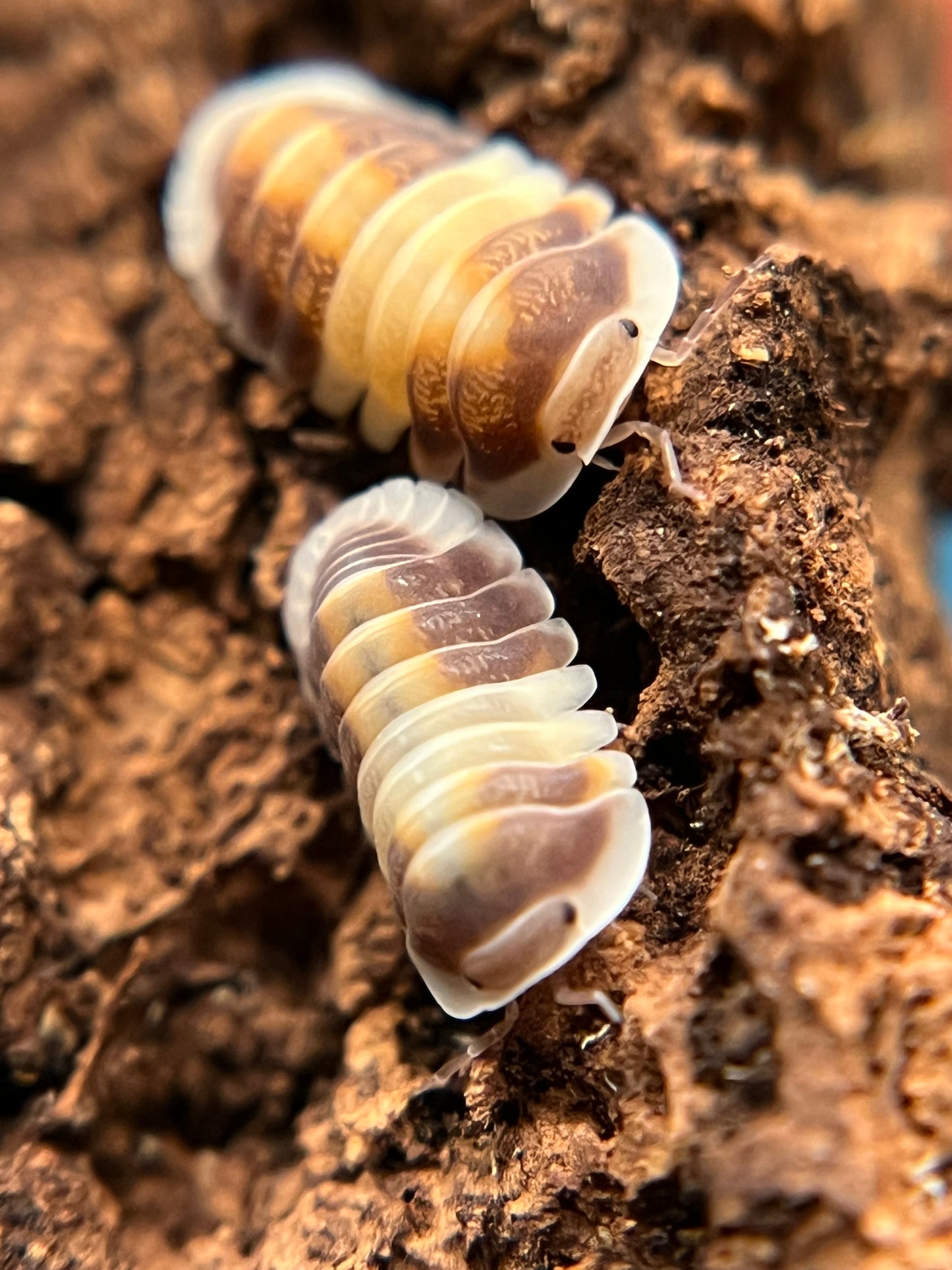 Cubaris sp. "cappuccino" isopods (10+ count)