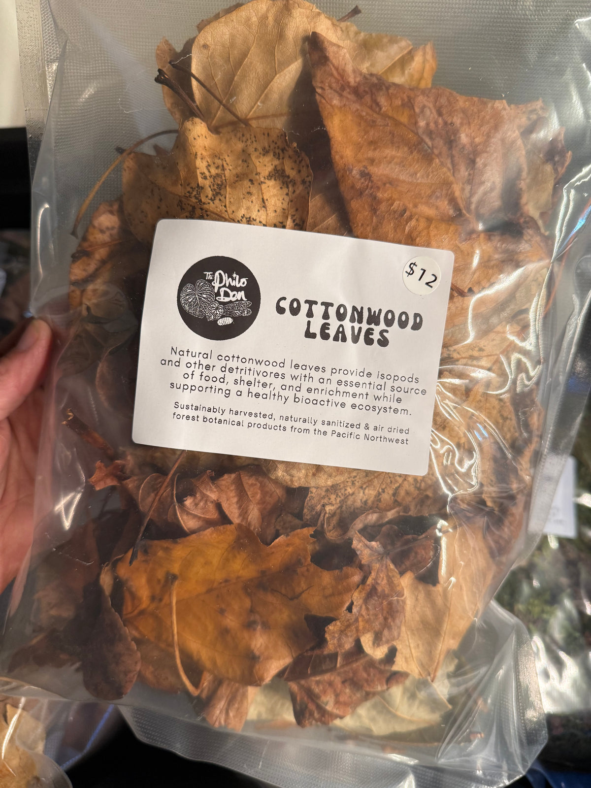 Cottonwood Leaf Litter