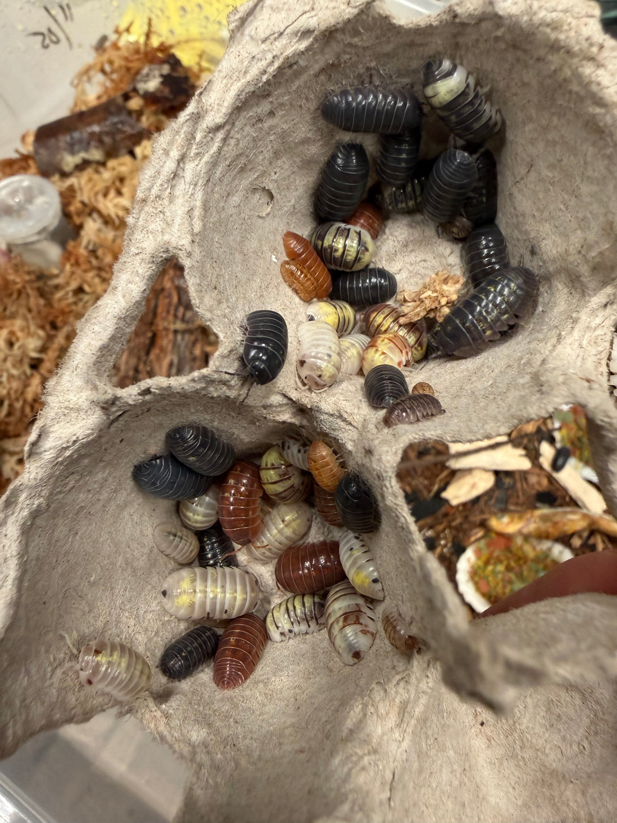 Armadillidium vulgare "gem mix" isopods