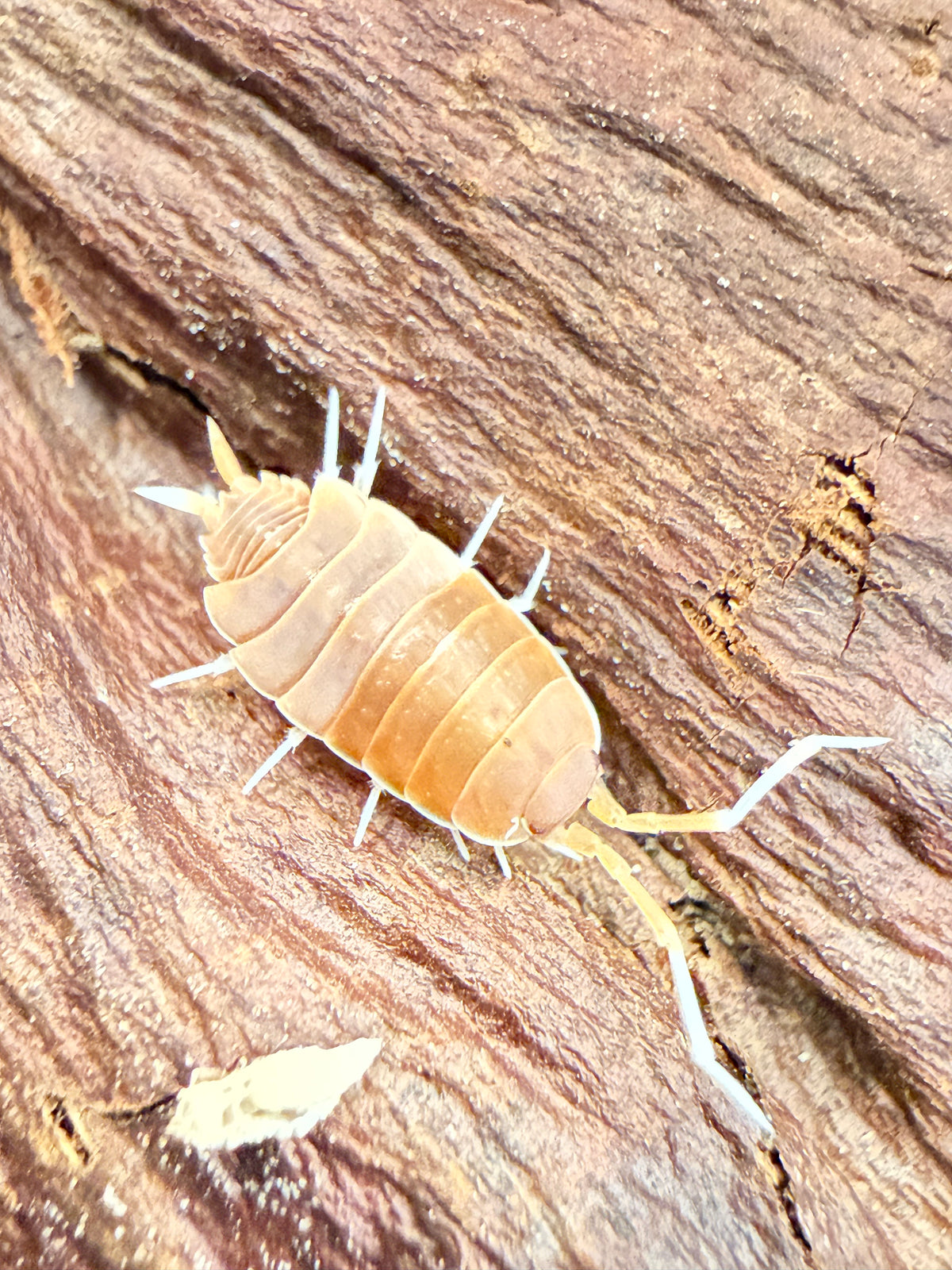 Porcellionides pruinosus “brick” isopods (12+ count)
