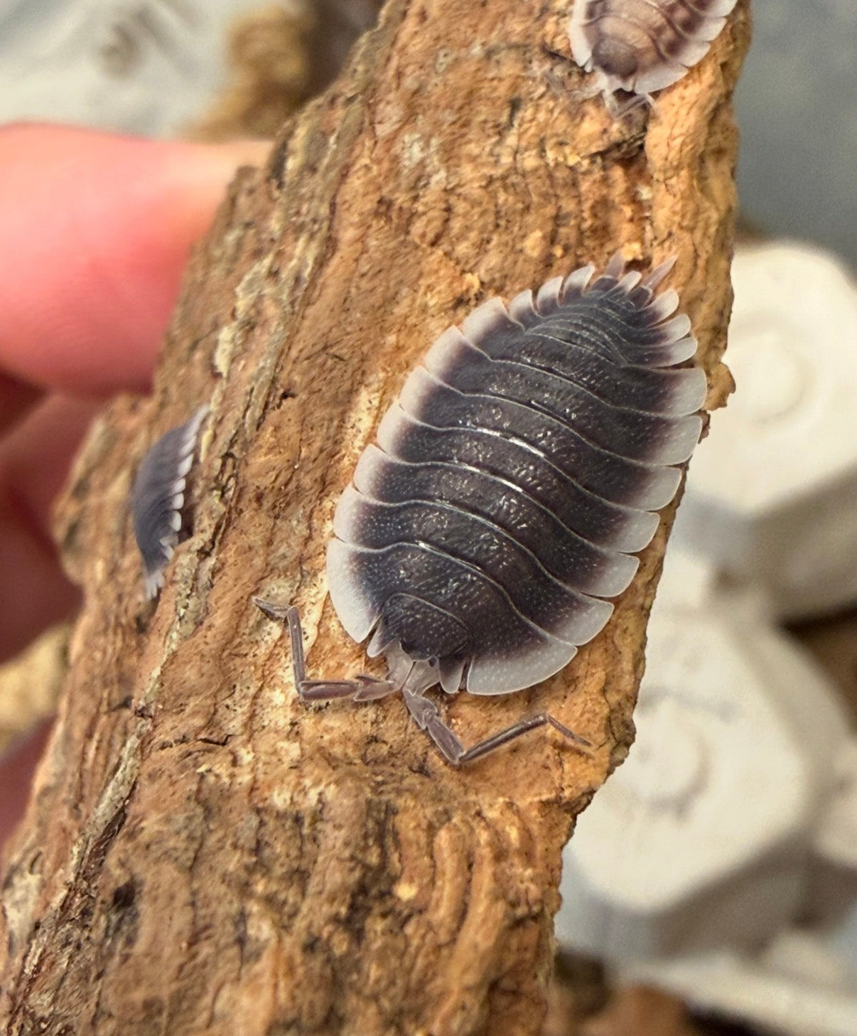 Porcellio werneri "Greek shield" isopods AFTER SHOW DEAL