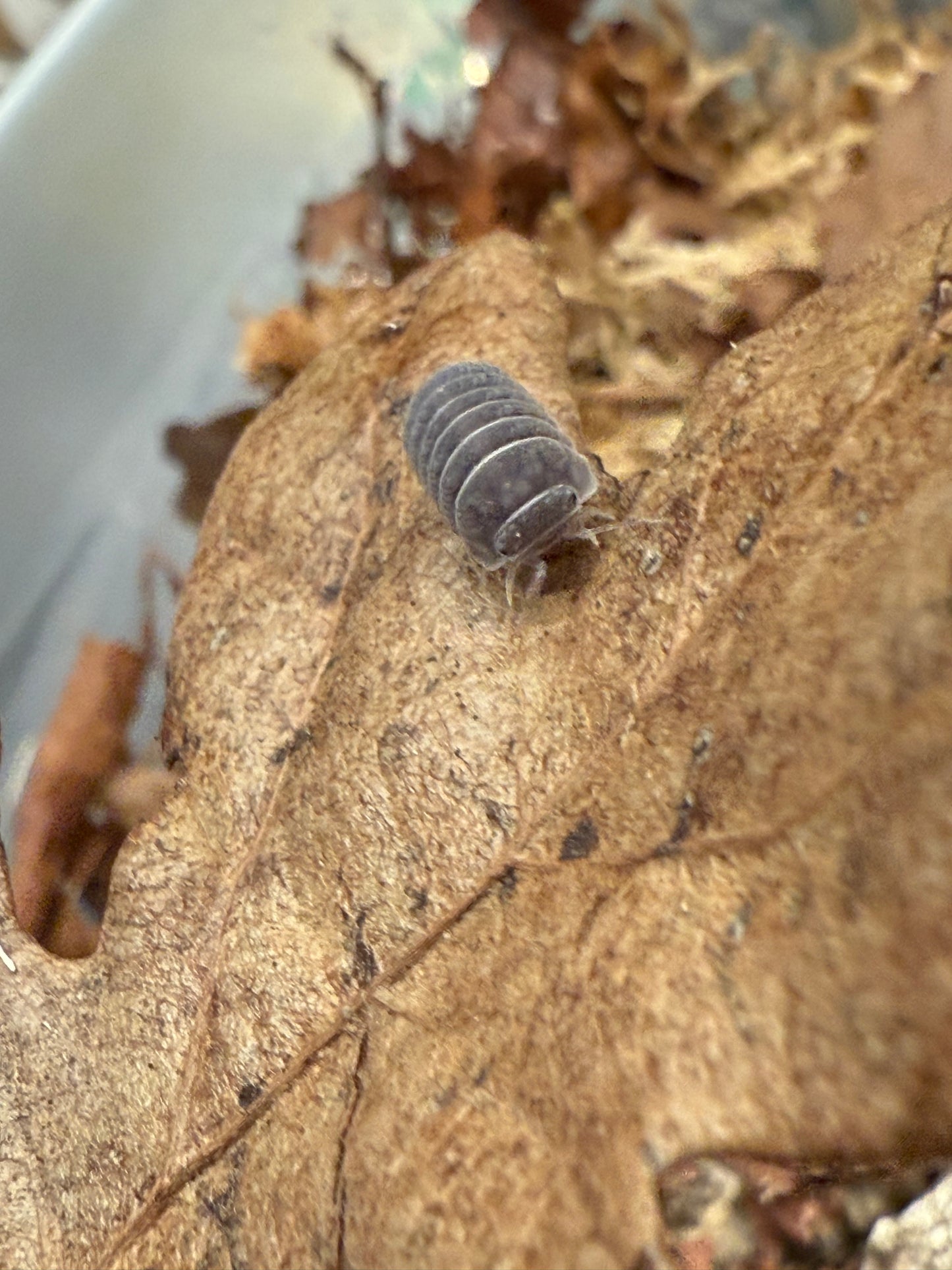 Armadillo tuberculatus isopods (10+ count)