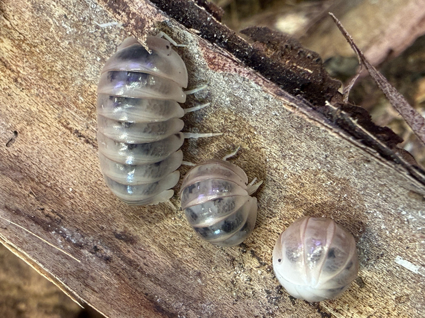 Armadillo officinalis “Dalmatian” isopods