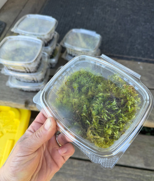 Living Moss with Springtails
