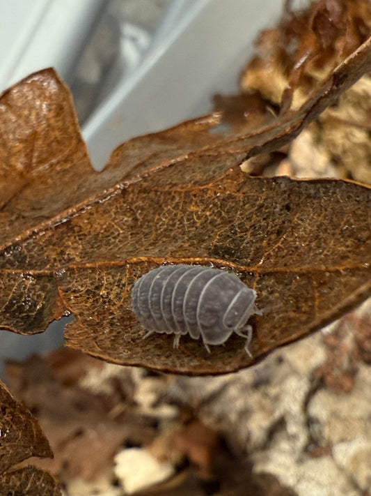 Armadillo tuberculatus isopods (10+ count)