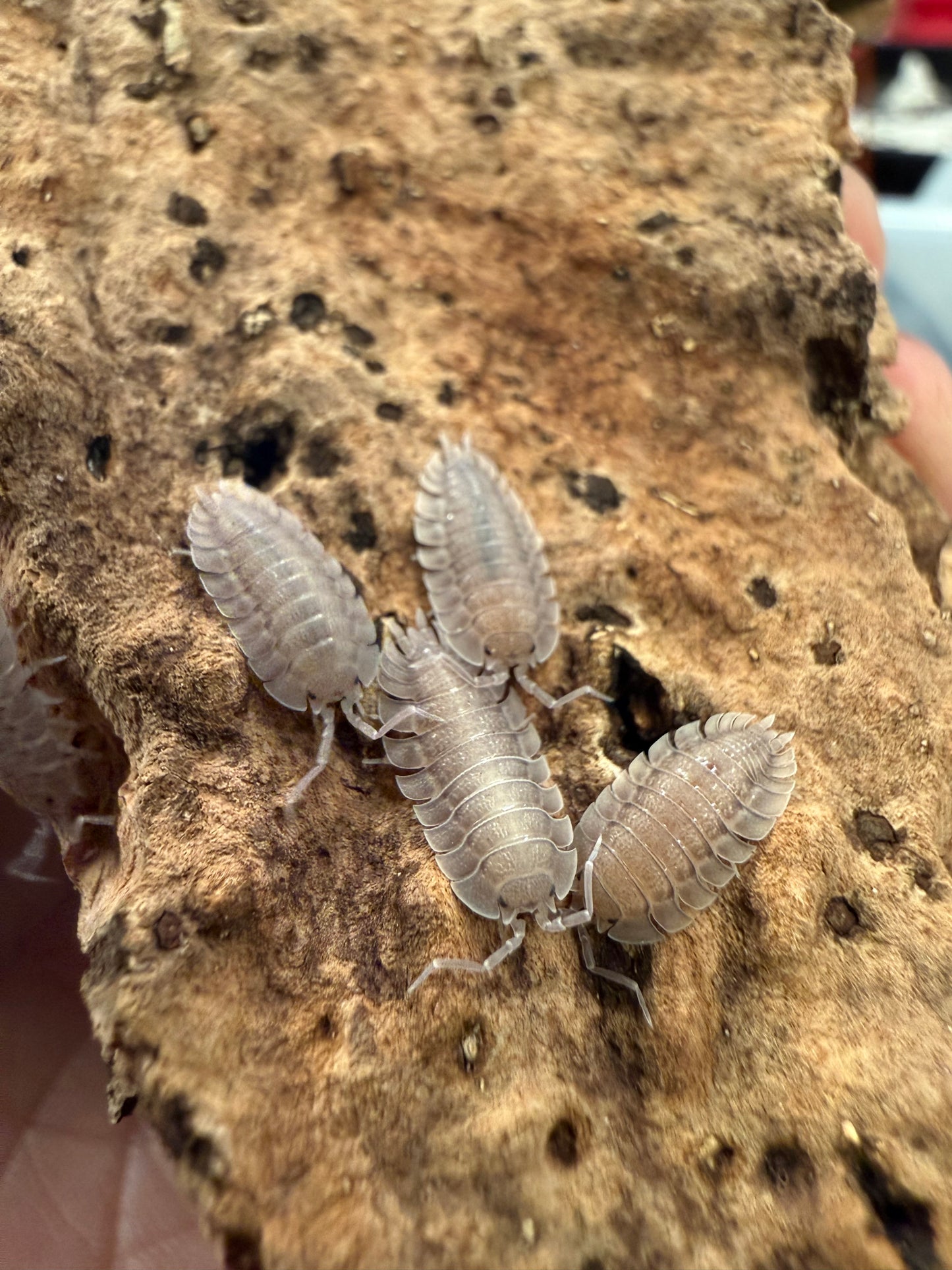 Porcellio spatulatus isopods