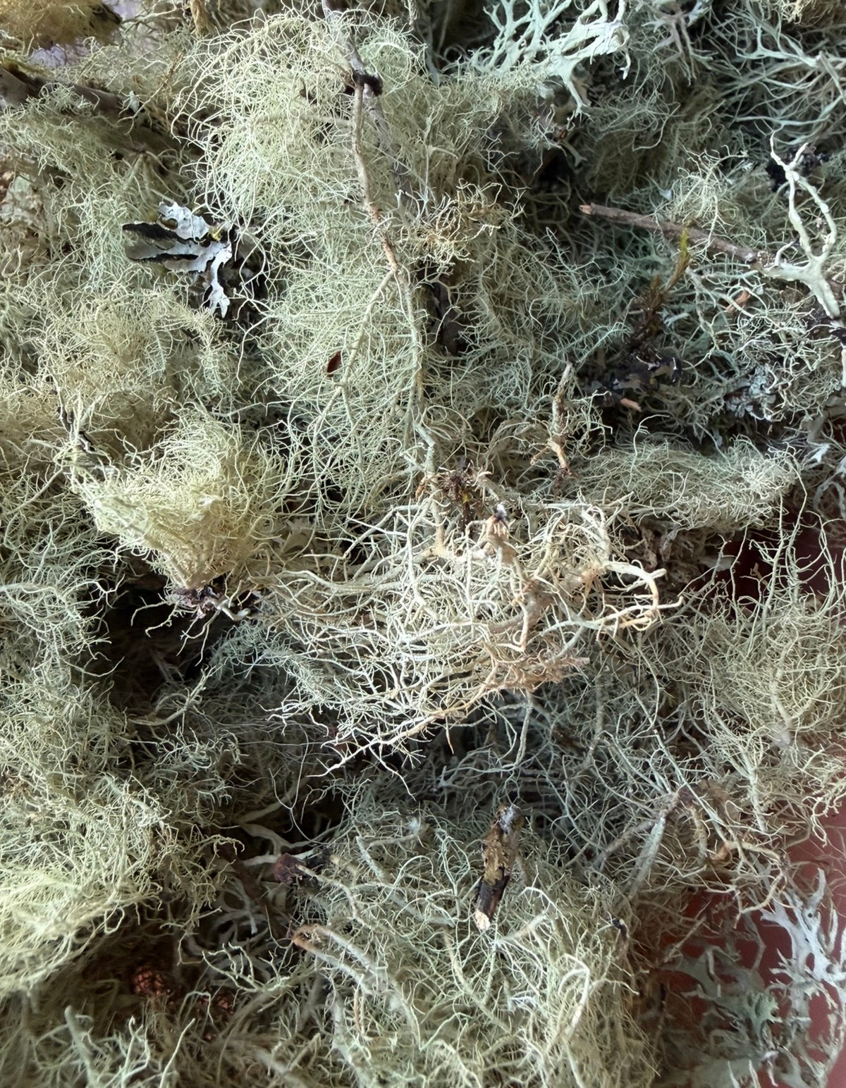 Assorted Lichen