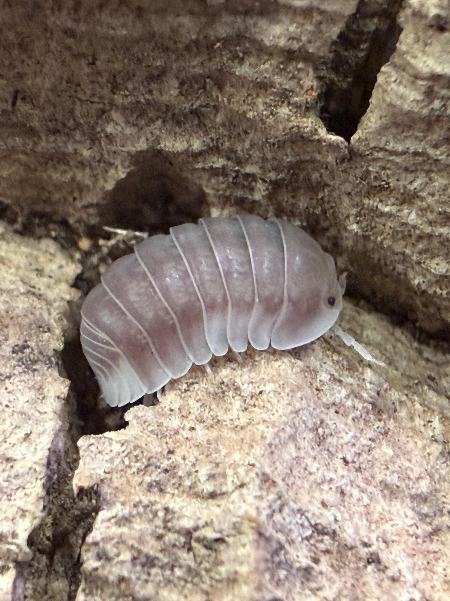 Cubaris sp. “White Side” isopods AFTER SHOW DEAL