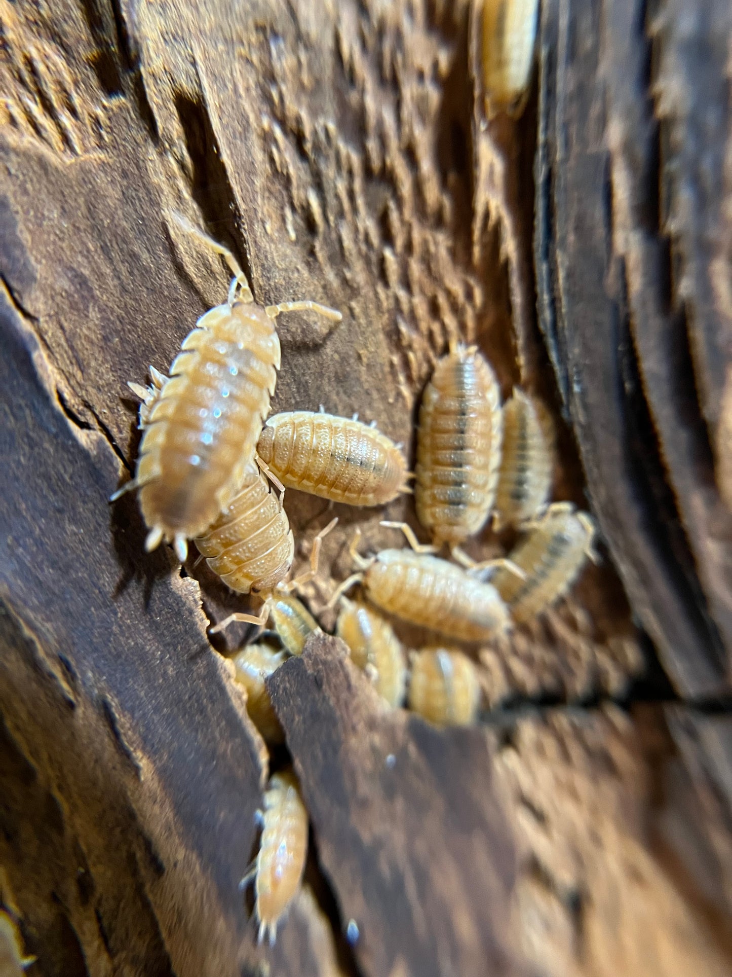 Porcellio scaber "orange ember" isopods AFTER SHOW SALE