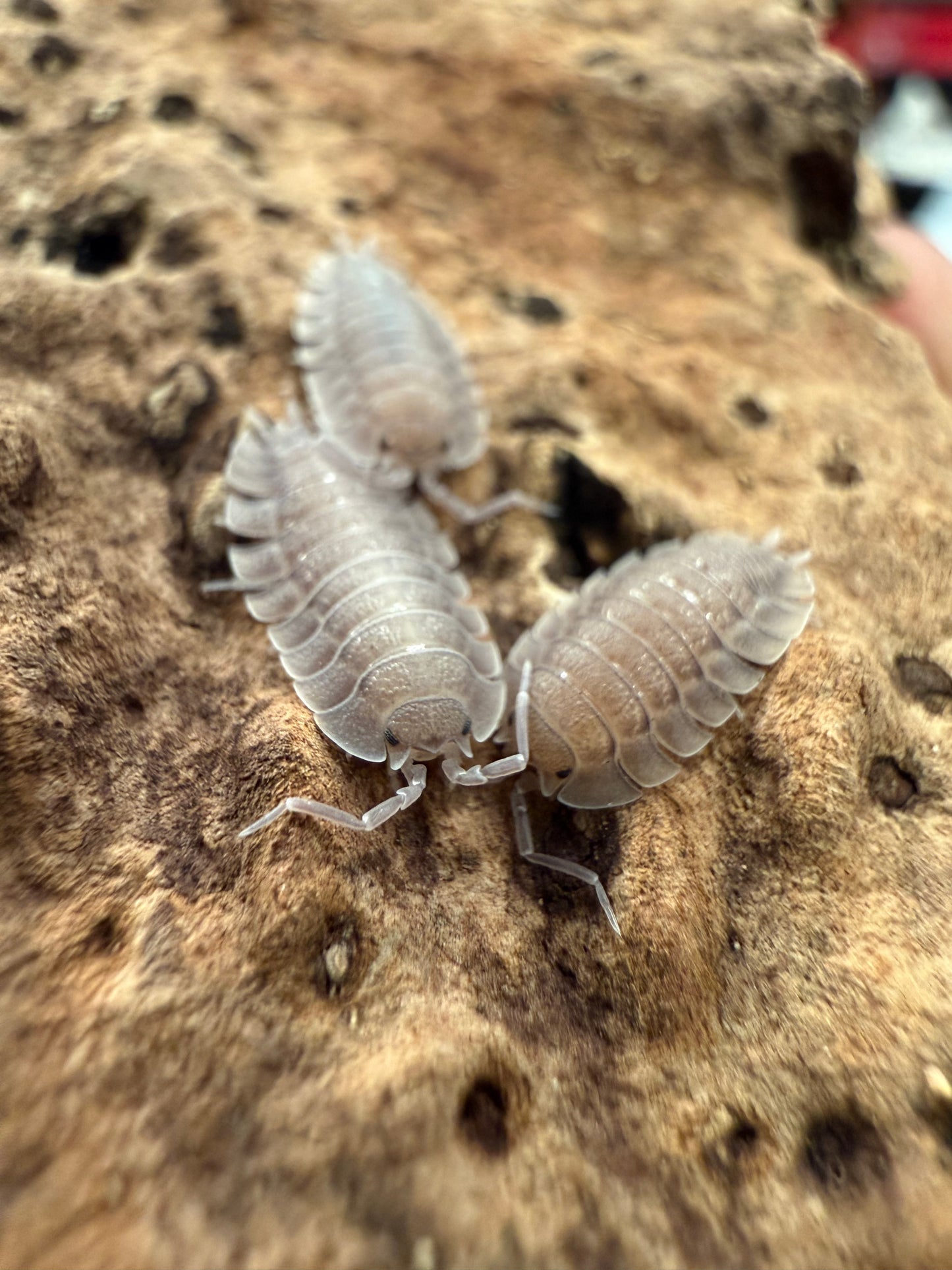 Porcellio spatulatus isopods