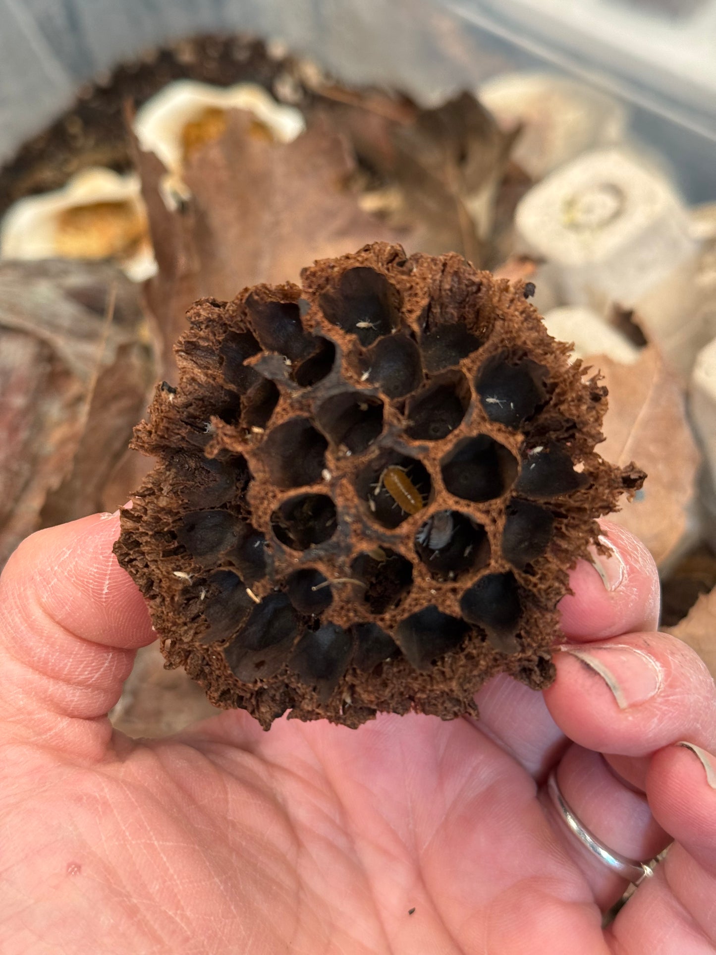 Lotus Seed Pods