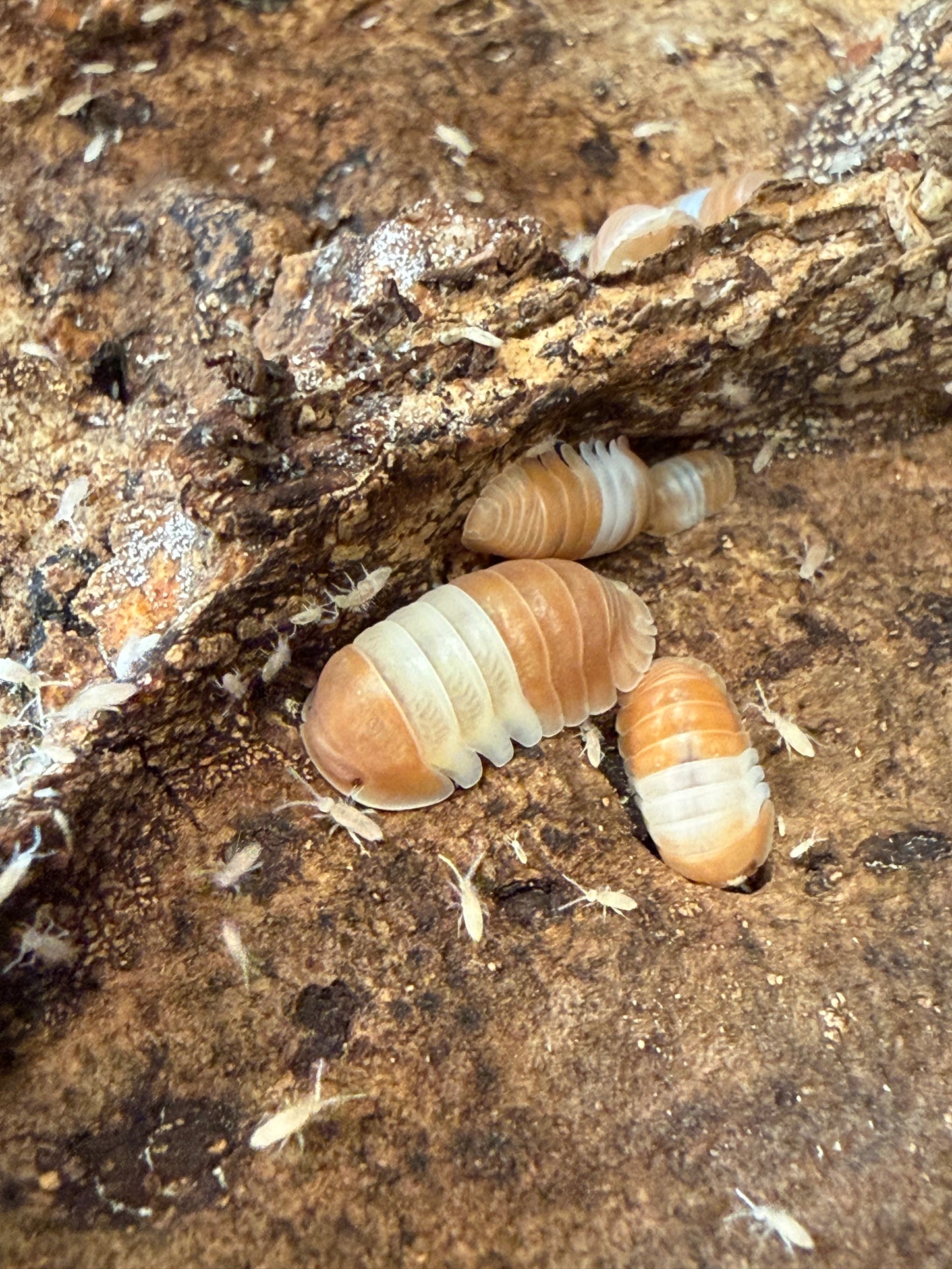 Cubaris sp. "red panda" isopods (10+ count)