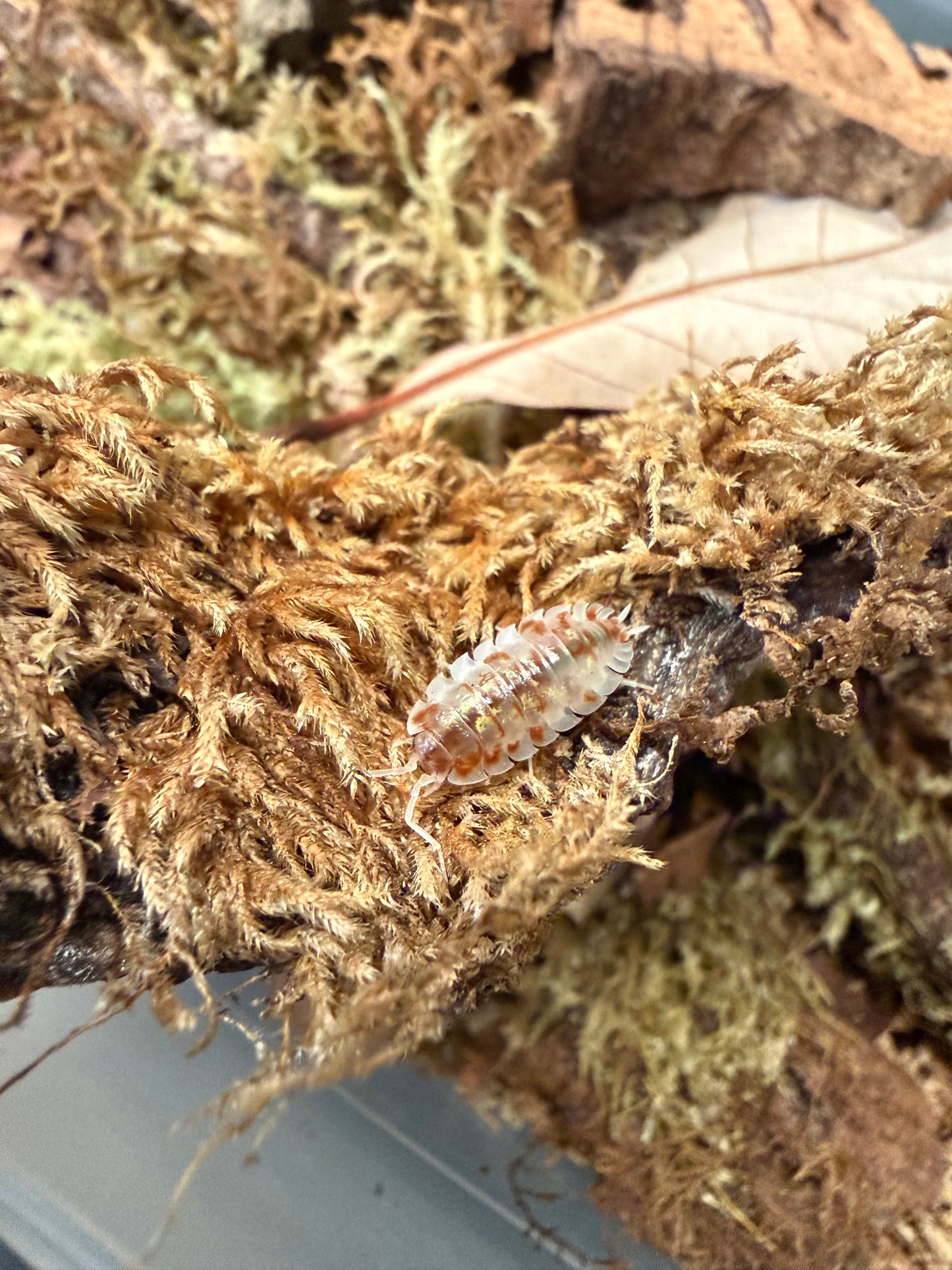 Oniscus asellus "orange Mardi Gras" isopods (10+ count)